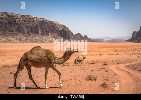 Désert de sable rouge et des chameaux au jour d'été ensoleillé dans le Wadi Rum, Jordanie. Moyen Orient. UNESCO World Heritage Site et est connu sous le nom de vallée de la Lune. Banque D'Images