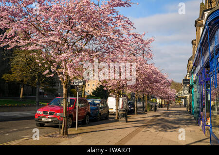 Paysage urbain - belle rose blossoming cherry trees & magasins dans le centre-ville pittoresque de printemps - le bosquet, Bradford, Yorkshire, Angleterre, Royaume-Uni. Banque D'Images