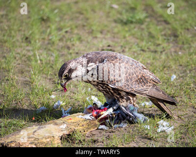 Falco biarmicus Lanner falcon ou dévore ses proies pigeon Banque D'Images