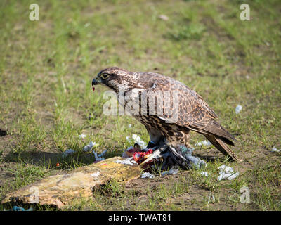 Falco biarmicus Lanner falcon ou dévore ses proies pigeon Banque D'Images