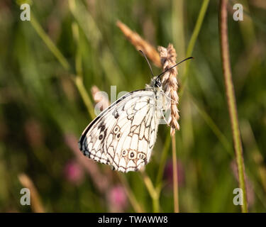 Un papillon blanc marbré sur herbe de blé aussi connu sous le nom de Melanargia galathea Banque D'Images