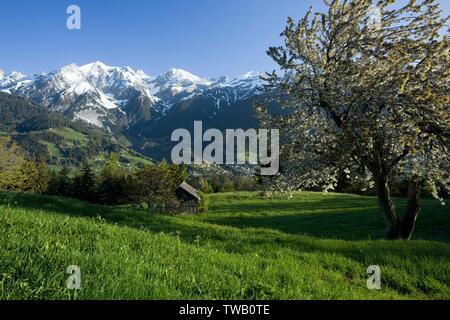 Autriche, Tyrol, Alpes de Lechtal, pré de printemps près de Tobadill avec Passeierspitze (pic). Banque D'Images