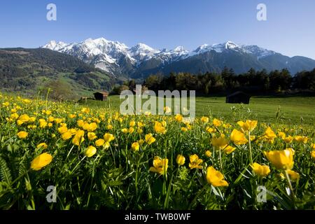 Autriche, Tyrol, Alpes de Lechtal, pré de printemps près de Tobadill avec Passeierspitze (pic). Banque D'Images