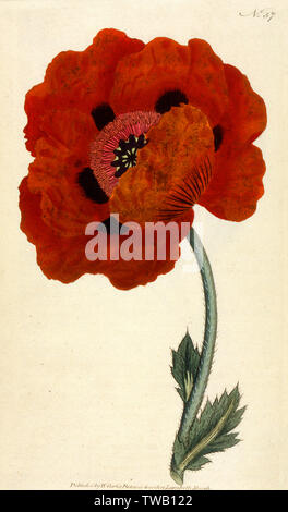 Papaver orientale ou coquelicot de l'est Banque D'Images