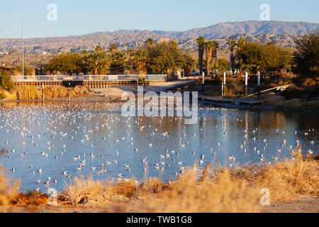 Une baie à Salton Sea State Recreation Area est rempli de mouettes de Bonaparte Banque D'Images