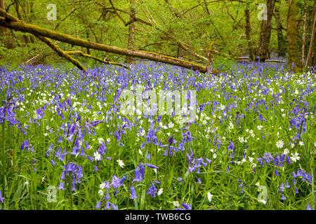 Minuartie de jacinthes et de fleurs dans les bois près du village de Sutton en ligne dans le Wiltshire. Banque D'Images