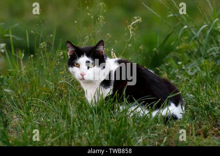 Black & White Cat (Felis silvestris catus) est assise dans un pré, Mecklembourg-Poméranie-Occidentale, Allemagne Banque D'Images