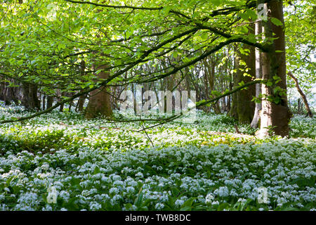 L'ail sauvage poussant dans les forêts de hêtre près de Bowerchalke dans le Wiltshire. Banque D'Images