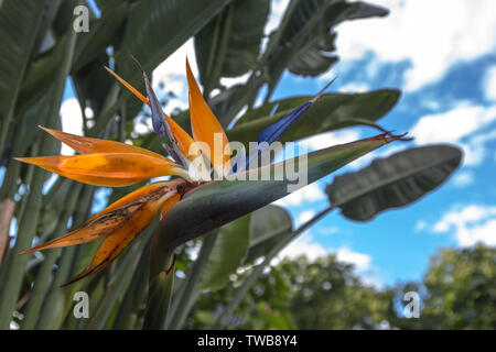 Bel Oiseau de Paradis (Strelitzia reginae) fleur isolée en vert et avec un ciel bleu avec des nuages Banque D'Images