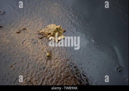 La pollution marine - crabe des tués par la pollution aux hydrocarbures sur plage. Banque D'Images