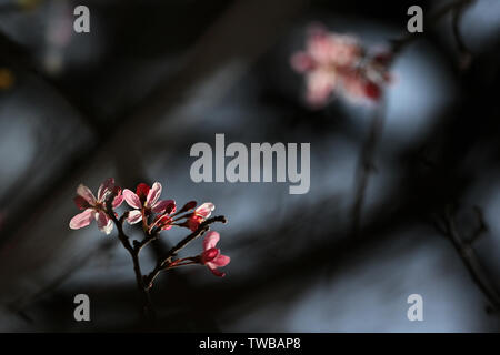 Des fleurs en pleine floraison Banque D'Images