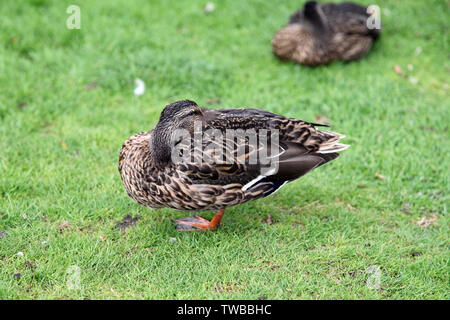 Le château de Hever, Edenbridge, Kent - femelle Canard colvert (Anas platyrhynchos) sur l'herbe à la tête de l'aile arrière avec cadre Banque D'Images