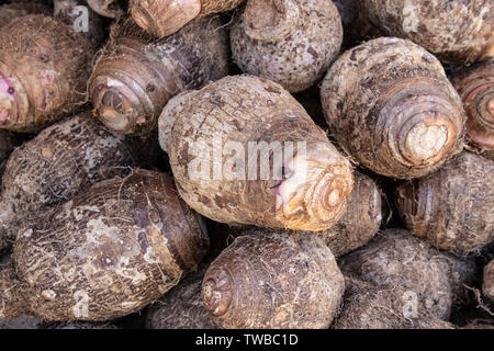 Une pile de racine de Taro fraîchement récoltées pour Hawaiian food Banque D'Images