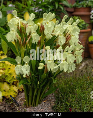 «Cautleyoides Roscoea Kew Beauty' Banque D'Images