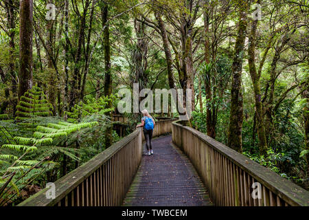 AH Reed Memorial Kauri Passerelle, Whangarei, île du Nord, Nouvelle-Zélande Banque D'Images