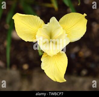 Un gros plan d'une fleur d'Iris le beurre et le sucre. Banque D'Images