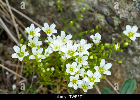 Mountain Sandwort Arenaria -Groenlandica- le long de la piste de Gulfside pendant les mois d'été dans les Montagnes Blanches (New Hampshire). Plus ele Banque D'Images