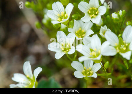 Mountain Sandwort Arenaria -Groenlandica- le long de la piste de Gulfside pendant les mois d'été dans les Montagnes Blanches (New Hampshire). Plus ele Banque D'Images