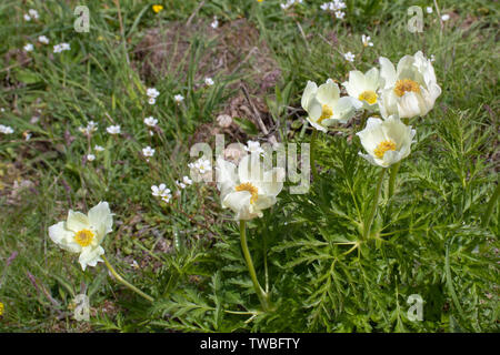 Cantabrica ou Anemone Anemona pavoniana plante en fleurs sur la prairie alpine Banque D'Images