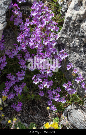 Erinus alpinus, la fée digitale, alpine balsam, la trientale boréale ou du foie plante baumier parmi les pierres sur l'alpine weadow. Banque D'Images