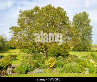 Noyer, Juglans regia, croissant dans le jardin anglais de campagne, Wiltshire, Angleterre, Royaume-Uni Banque D'Images