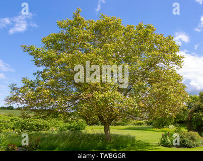 Noyer, Juglans regia, croissant dans le jardin anglais de campagne, Wiltshire, Angleterre, Royaume-Uni Banque D'Images