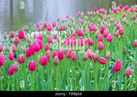 Belle tulipe rose photographié dans le brouillard matin brumeux sur un jour de pluie. Gouttes de pluie sur les pétales fuchsia et flou en arrière-plan. Nature extraordinaire, fleurs. Holland tulip. Banque D'Images