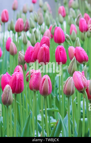 Photo verticale de belles tulipes roses prises sur un sombre matin brumeux d'un jour de pluie. La lumière blanche. Gouttes de pluie sur les pétales fuchsia. La pluie. Les tulipes en Hollande, Pays-Bas concept. Nature fleurs. Banque D'Images