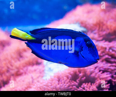 Libre de chirurgiens, tang bleu aquarium tropical populaires pet, des poissons exotiques de l'océan pacifique. Banque D'Images
