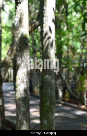 Un orbe doré géant tisserand sur un Web entre deux arbres. Banque D'Images