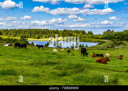 Vaches dans un champ herbeux avec Holburn Lake nature reserve au-delà. Holburn, Northumberland, Angleterre. Juin 2019. Banque D'Images