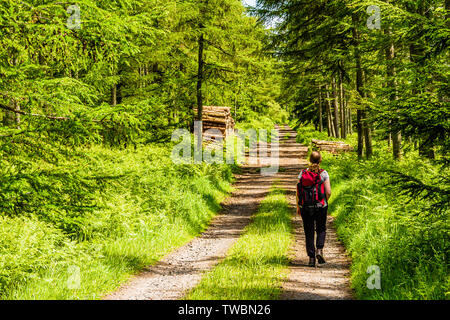 Un marcheur sur une piste par le biais d'une plantation forestière, près de Holburn, Northumberland, Angleterre. Juin 2019. Banque D'Images