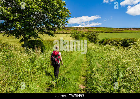 Un marcheur sur un sentier d'été verdoyante entre le hameau de Holburn et St Cuthbert's Cave, Northumberland, Angleterre. Juin 2019. Banque D'Images