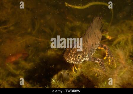 Great crested newt (Triturus cristatus) mâle dans un étang de jardin entouré par les puces d'eau (Daphnia pulex) dans la nuit, près de Wells, Somerset, Royaume-Uni, mars. Pho Banque D'Images