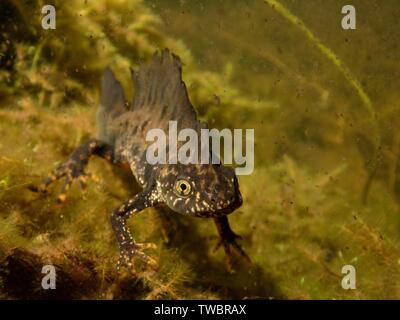 Great crested newt (Triturus cristatus) mâle dans un étang de jardin dans la nuit, entouré par les puces d'eau (Daphnia pulex), collines de Mendip, près de Wells, Somerset, Banque D'Images
