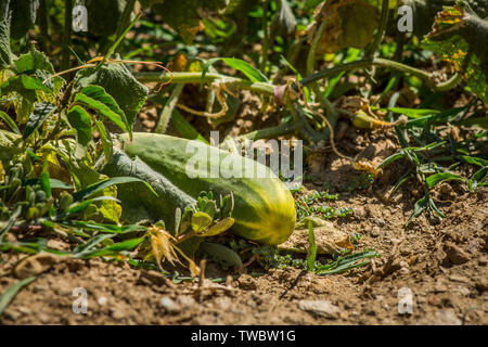 Concombre, poussant dans un jardin potager. Banque D'Images