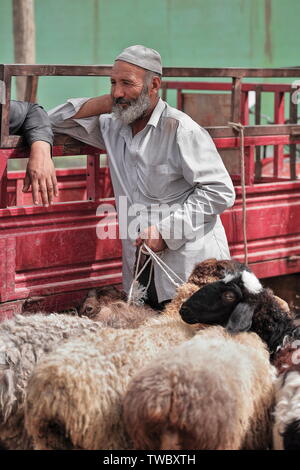 Chien de manutention barbu gris-blanc avec moutons dans le marché du bétail de Holan-Xinjiang-Chine-0164 Banque D'Images