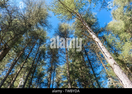 Les arbres et ciel bleu Banque D'Images