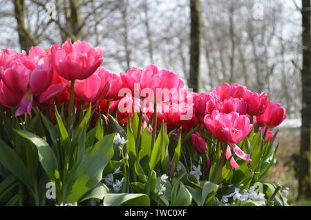 Belle tulipe rose dans le jardin de Keukenhof Banque D'Images