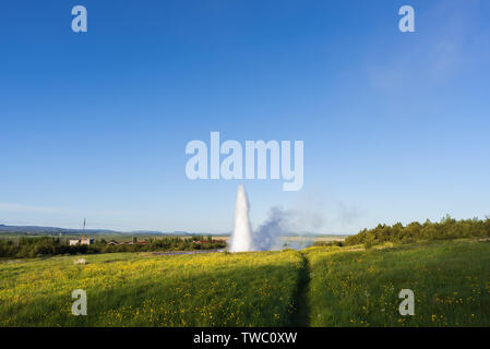 L'éruption du geyser Strokkur. Partie sud-ouest de l'Islande à la zone géothermique. Journée ensoleillée avec ciel bleu clair. Nature extraordinaire Banque D'Images