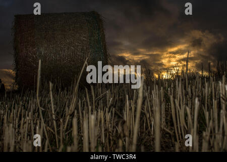Hay sous caution au coucher du soleil Banque D'Images