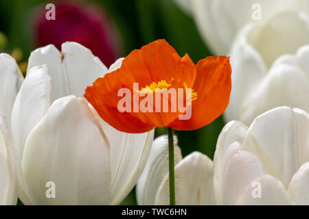 Fleur de Pavot Rouge et Jaune avec tulipes blanches en arrière-plan. Printemps 2019 Los Angeles, California USA Banque D'Images