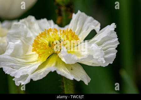 Blanc et jaune ISBN 2-07-059113-1 witth pavot tulipe rose en arrière-plan. Également connu sous le nom de fire disciples, œuf frit fleur ou œuf frit plante. Banque D'Images