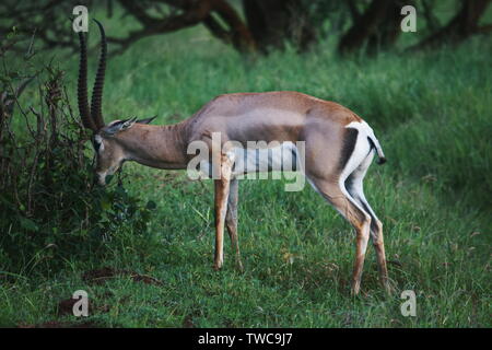 Une antilope seule qui broutage dans la nature au parc national de Tsavo, Kenya Banque D'Images