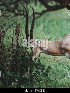 Une antilope seule qui broutage dans la nature au parc national de Tsavo, Kenya Banque D'Images