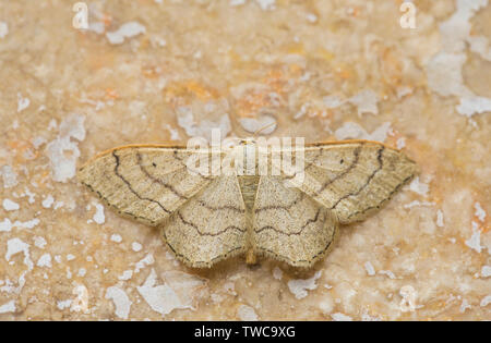 Un exemple d'une vague espèce Nervureet, Idaea aversata, qui étaient attirés par les lumières de la chambre. Il a un excellent camouflage lorsqu'il règle sur l'écorce des arbres pour l'exa Banque D'Images