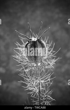 La capsule de maturation de Nigella damascena, connu sous le nom de love-in-a-mist, photographiés contre un fond noir en lumière et converties en noir et whit Banque D'Images