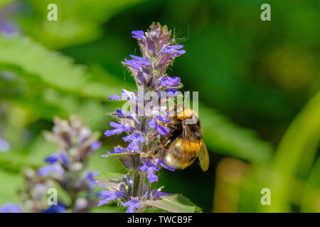 Bumblebee collecte du nectar de la fleur bleue. Chaude journée ensoleillée d'été. Un tracé pittoresque de la vie des insectes. Banque D'Images