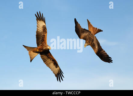 Close up of Red kites en vol sur fond de ciel bleu, Chilterns, Oxfordshire, UK. Banque D'Images