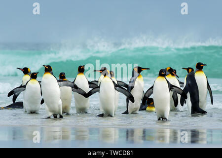 Groupe de manchots royaux (Aptenodytes patagonicus) à venir à terre à partir de la tempête de l'océan Atlantique. Banque D'Images